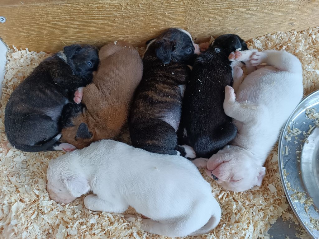 Chiot Boxer des Quatre Pattes du Paradis